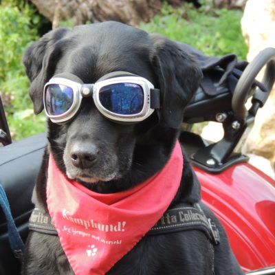 Dog wearing sunglasses on Vacation