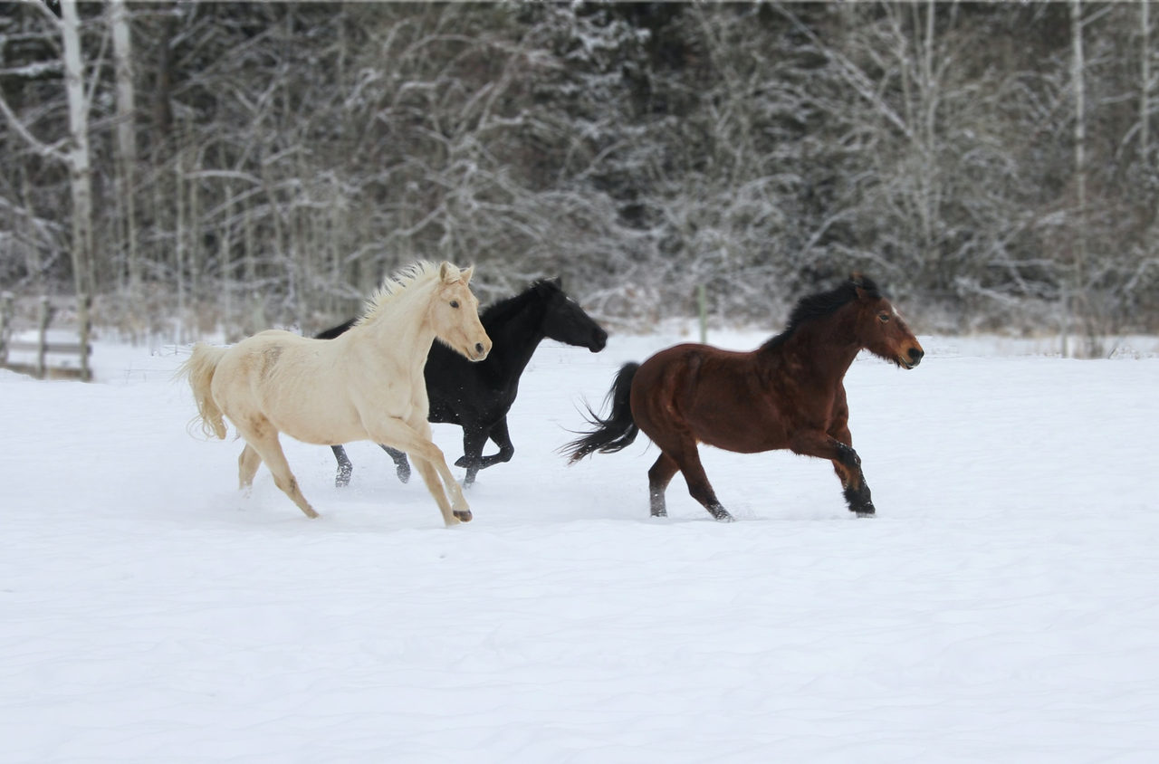 Horses running n the Snowy Mountains